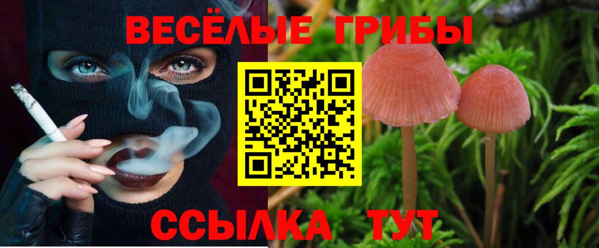 Псилоцибиновые грибы Psilocybe Йошкар-Ола